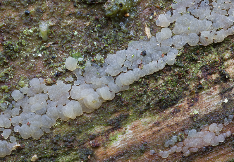 Cerinomyces lipoferus